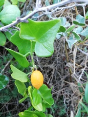 Kedrostis nana