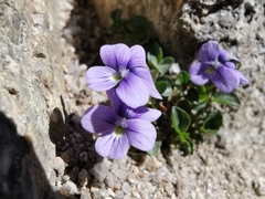 Viola nummulariifolia