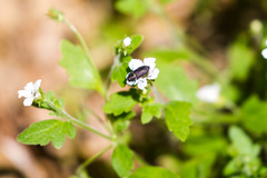 Buprestinae
