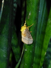 Narosoideus flavidorsalis