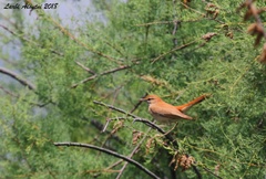 Cercotrichas galactotes