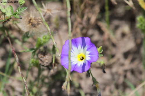 Convolvulus tricolor subsp. tricolor image