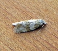 Aethes argentilimitana