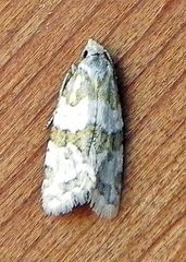 Aethes argentilimitana