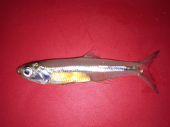 Anchoa hepsetus