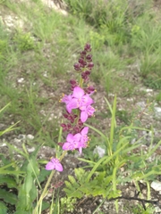 Thyrsanthemum floribundum