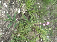 Thyrsanthemum floribundum