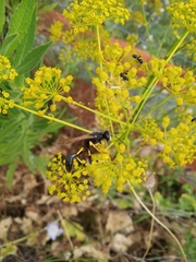 Sceliphron destillatorium