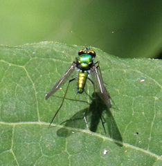 Condylostylus comatus