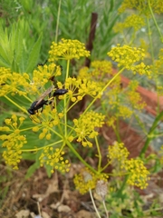 Sceliphron destillatorium