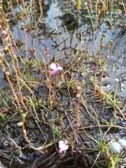Utricularia resupinata