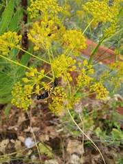 Sceliphron destillatorium