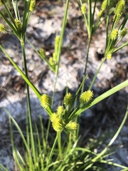 Cyperus retrorsus image