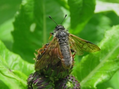 Trichiosoma triangulum