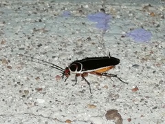 Pseudomops interceptus