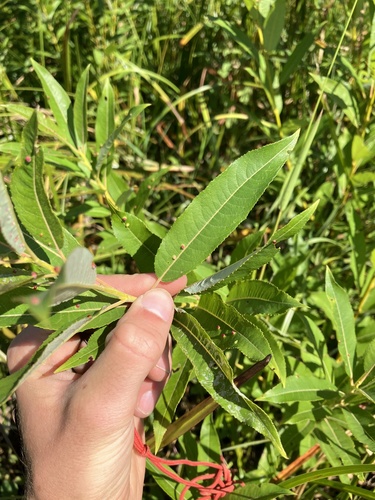 Image of Salix sericea by no rights reserved