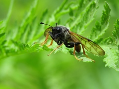Trichiosoma triangulum