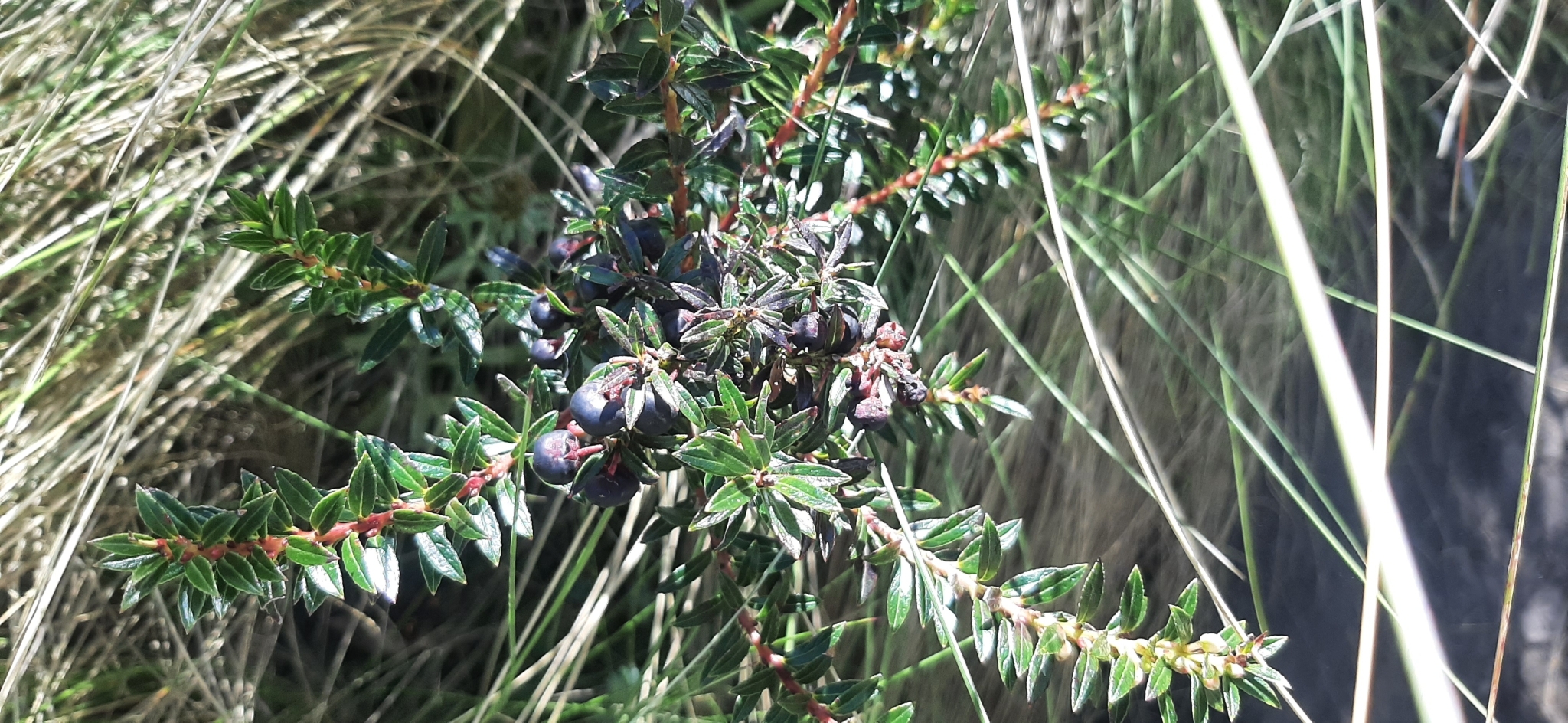 Gaultheria myrsinoides image