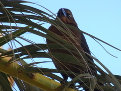 Euphagus cyanocephalus