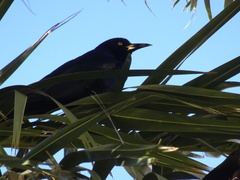 Quiscalus mexicanus
