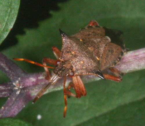 Picromerus bidens