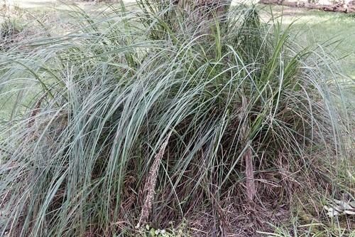 Image of Gahnia radula by no rights reserved