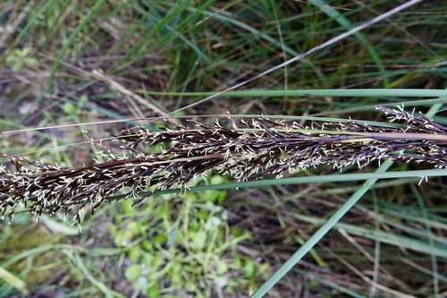 Image of Gahnia radula by no rights reserved