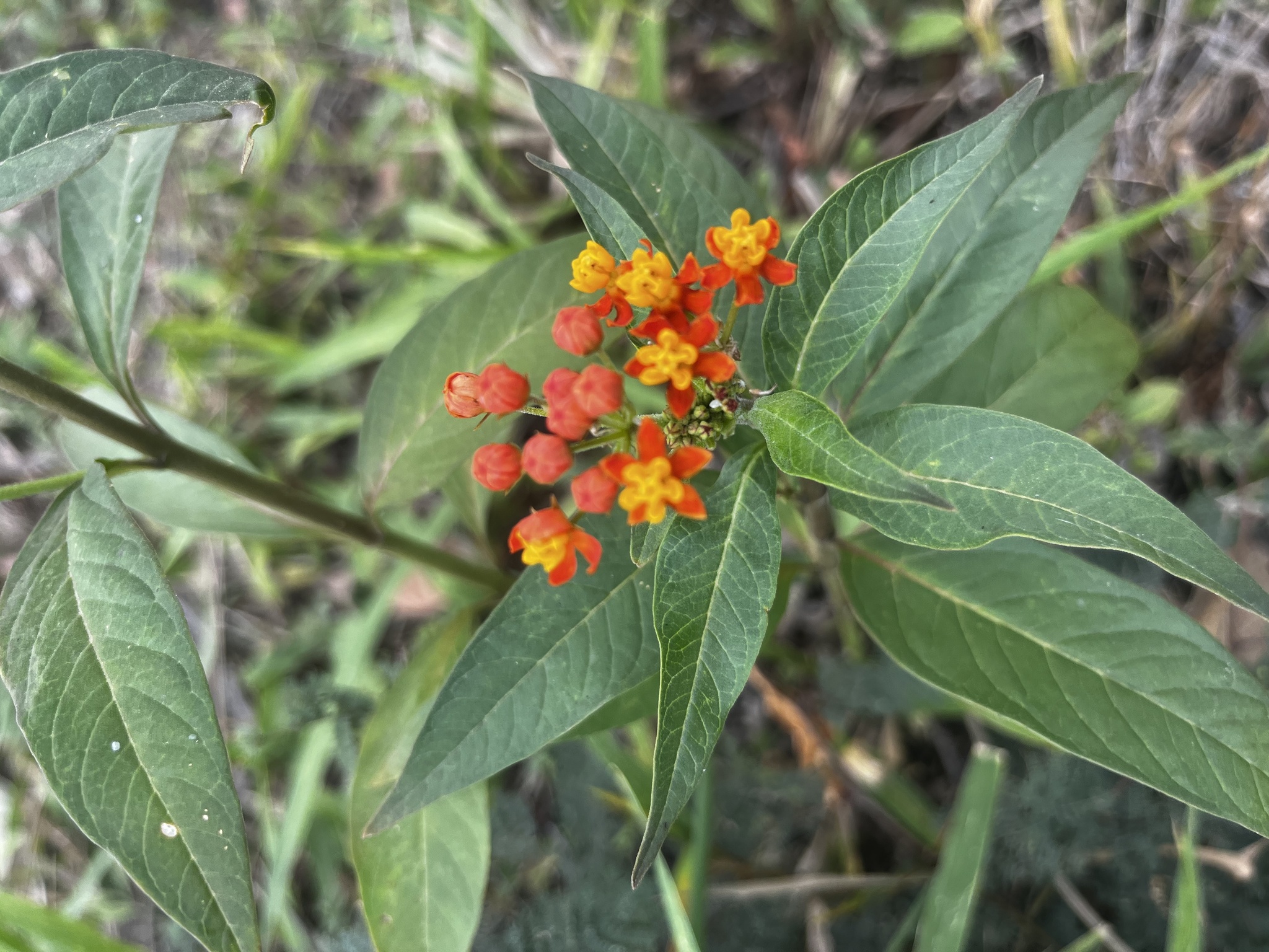 Asclepias image