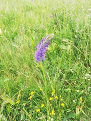 Phyteuma persicifolium