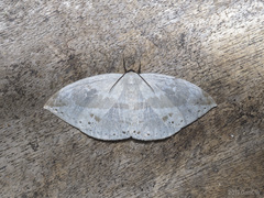 Cyclidia substigmaria