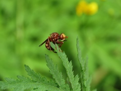Sicus ferrugineus