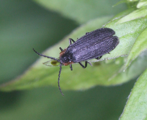 Lycidae