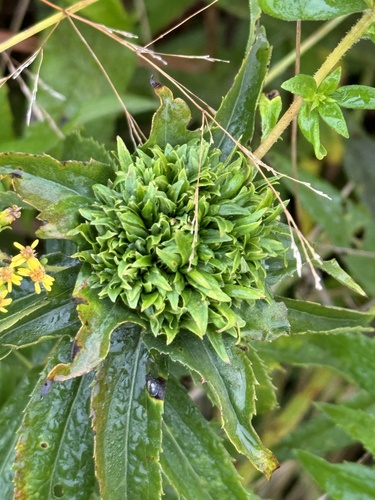 Giant Goldenrod Bunch Gall Midge photo 6