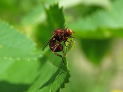 Sicus ferrugineus
