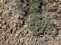 Podistera nevadensis