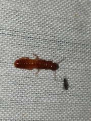 Kalotermitidae