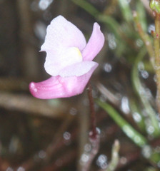 Utricularia resupinata