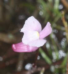 Utricularia resupinata