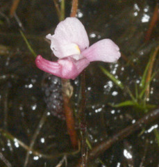 Utricularia resupinata