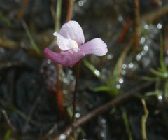 Utricularia resupinata