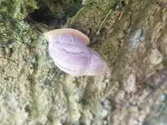 Drymaeus baranguillanus