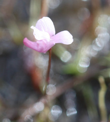 Utricularia resupinata