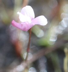 Utricularia resupinata