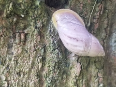 Drymaeus baranguillanus