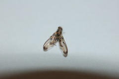 Toxonevra muliebris