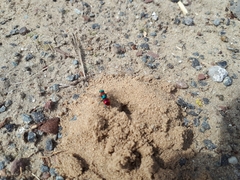 Chrysidoidea