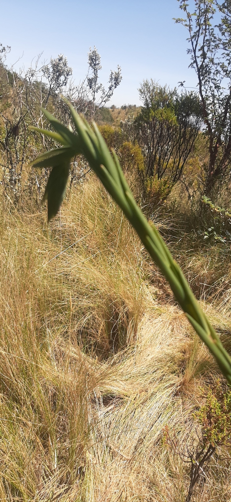 Bomarea glaucescens image