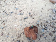 Chrysidoidea
