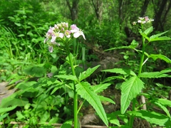Cardamine macrophylla