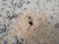 Chrysidoidea